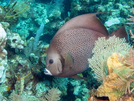 Gray Angelfish IMG 1620