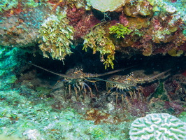 Spiny Lobsters IMG 1622
