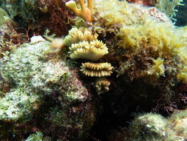 Flower Coral IMG 1626