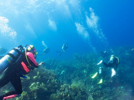 Divers on Reef IMG 1753