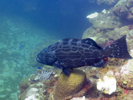 Black Grouper IMG 1756