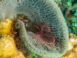 Brittlestar in Vase Sponge IMG 1769