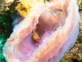 Brittlestar and Hermit Crab in Vase Sponge IMG 1770