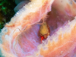 Brittlestar and Hermit Crab in Vase Sponge IMG 1771