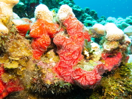 Red Encrusting Sponge IMG 1776