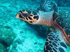 Hawksbill Sea Turtle IMG 1787