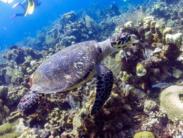 Hawksbill Sea Turtle IMG 1790