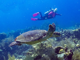 Karen with a Hawksbill Sea Turtle IMG 1793-Edit