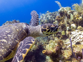 Hawksbill Sea Turtle IMG 1794