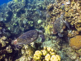 2 Hawksbill Sea Turtles Meet IMG 1795