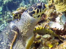 Hawksbill Sea Turtle IMG 1799