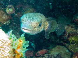 Porcupinefish IMG 1803