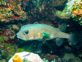 Porcupinefish IMG 1806