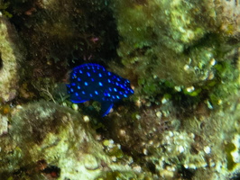 Yellowtail Damselfish Juvenile IMG 1811