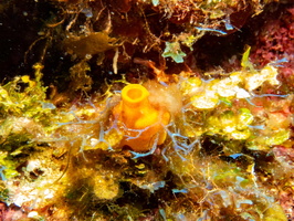 Variable Encrusting  Sponge IMG 1814