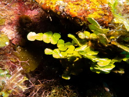 Large-Leaf Watercress Algae IMG 1817