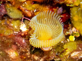 Star Horseshoe Worm IMG 1821