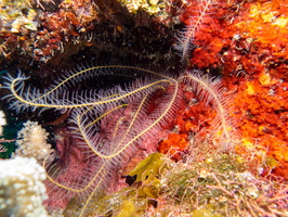 Golden Crinoid IMG 1823