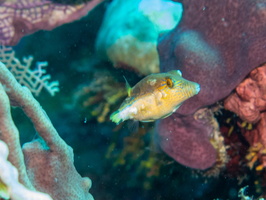 Sharpnose Puffer IMG 1825