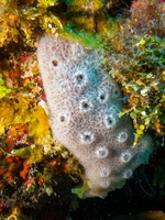 Encrusing Sponge IMG 1826