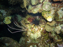 Spiny Urchin IMG 1846