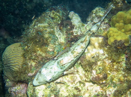 Sleeping Parrotfish IMG 1863