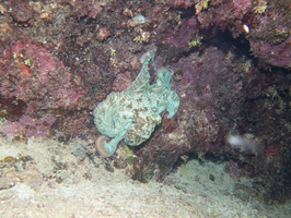 Common Octopus IMG 1868