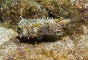 Burrfish IMG 1870