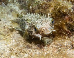 Burrfish IMG 1871