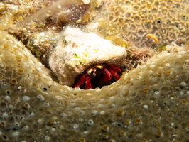 Hermit Crab IMG 1878