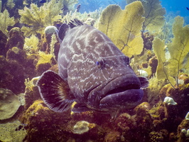 Black Grouper IMG 1886