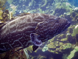 Black Grouper IMG 1888