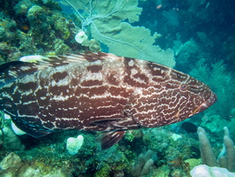 Black Grouper I2MG 1890