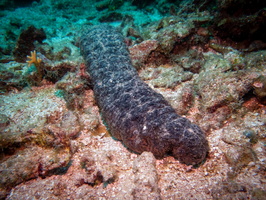 Donkey Dung Sea Cucumber IMG 1894