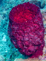 Red Vase Sponge IMG 1895