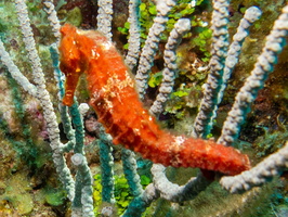 Long Snout Sea Horse IMG 1896