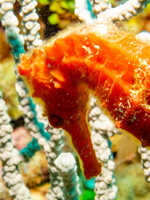 Long Snout Sea Horse IMG 1900