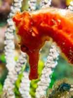 Long Snout Sea Horse IMG 1902