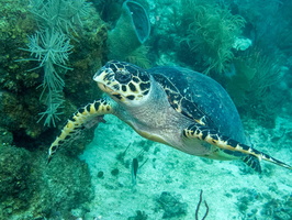 Hawksbill Sea Turtle IMG 1903