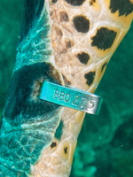 Sea Turtle Tag IMG 1906