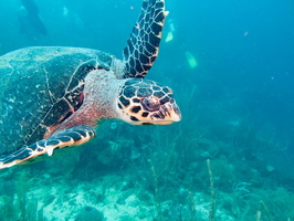 Hawksbill Sea Turtle  IMG 1908