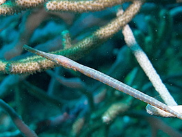 Trumpetfish  IMG 1911-Edit