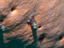 Secretary Blenny IMG 1912