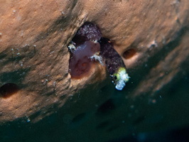 Secretary Blenny IMG 1914-Edit