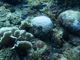 Bleached Coral IMG 1918