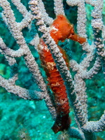 Long Snout Sea Horse IMG 1928