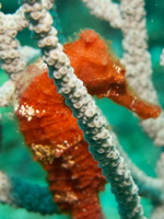 Long Snout Sea Horse IMG 1929