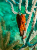 Long Snout Sea Horse IMG 1931