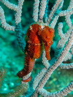 Long Snout Sea Horse IMG 1932