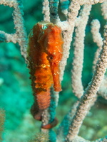 Long Snout Sea Horse IMG 1935